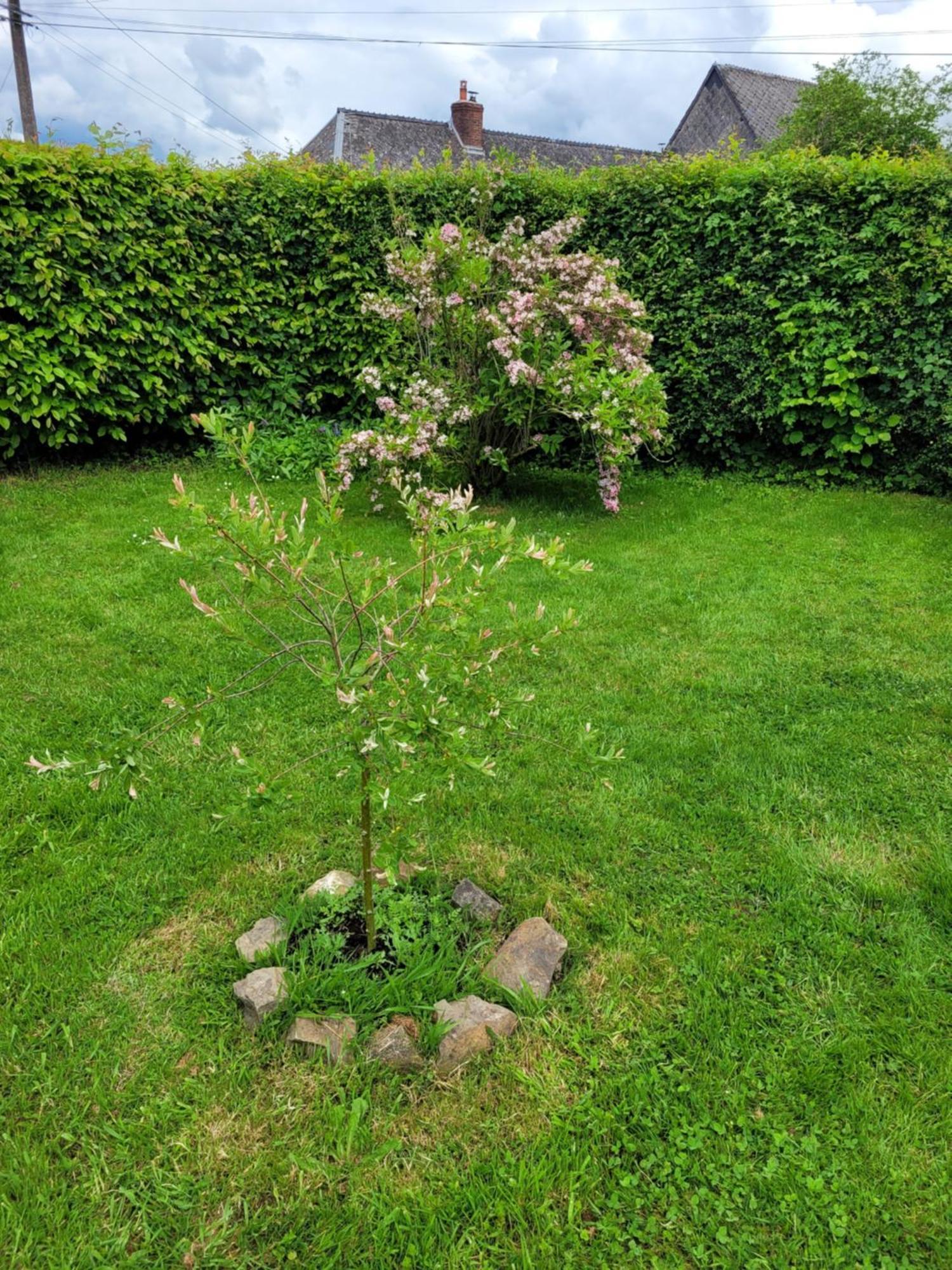 Studio Bienvenue Du Cote De Chez Nous Avec Jardin Privatif Wignehies Ngoại thất bức ảnh